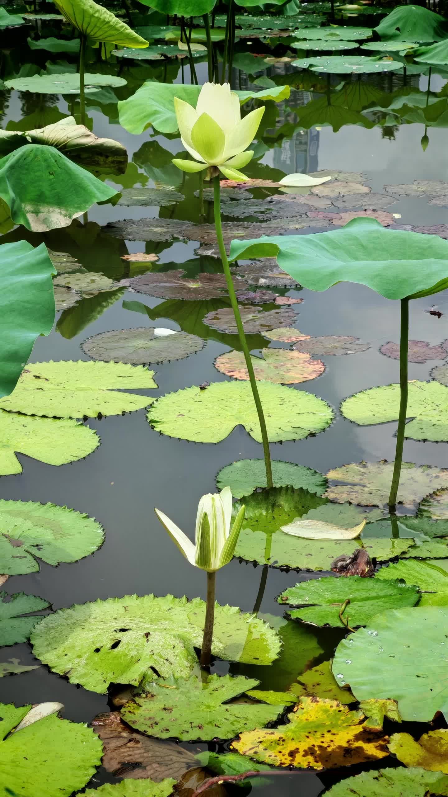 縮圖